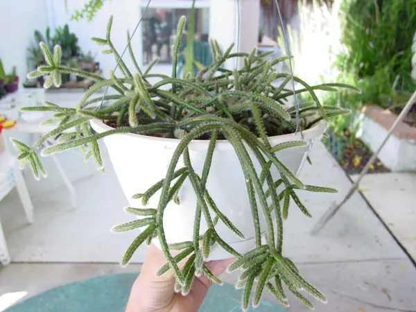 Mi colección de Cactus & Crasas
