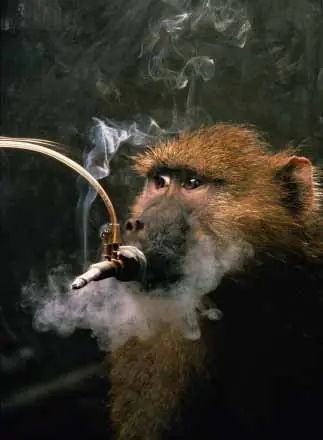 Experimentos en los animales