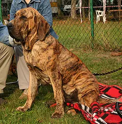 Top de perros de razas agresivas