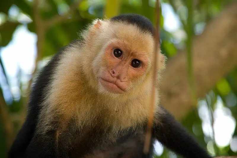 animales "drogadictos"
