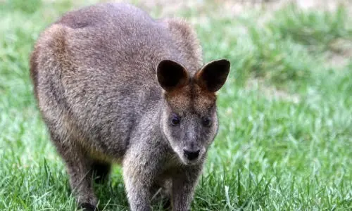drogadictos