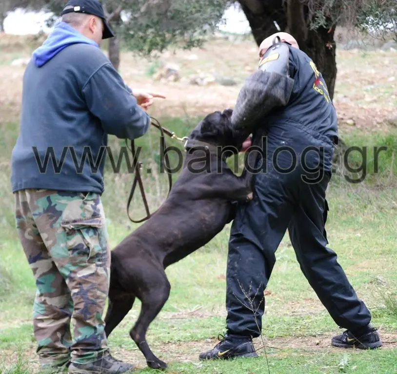 dogo