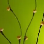 [Recopilacion] Wallpapers para Linux!!!