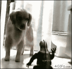 Animales