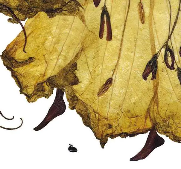 disecadas