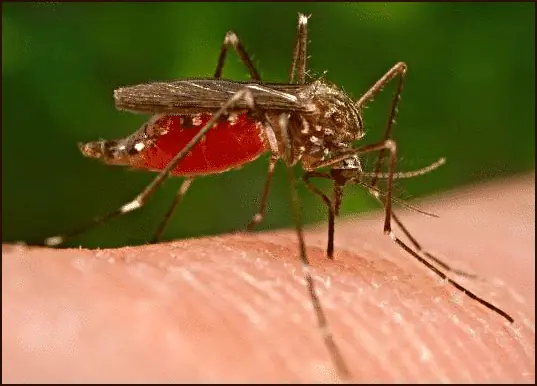 mosquitos