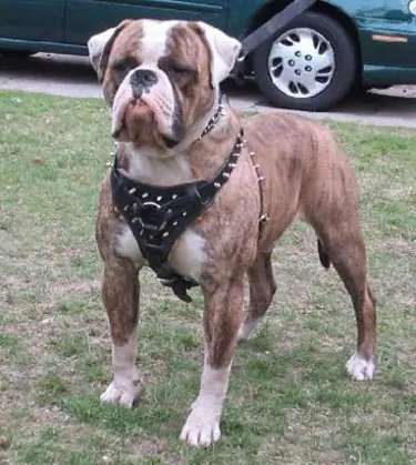 razas