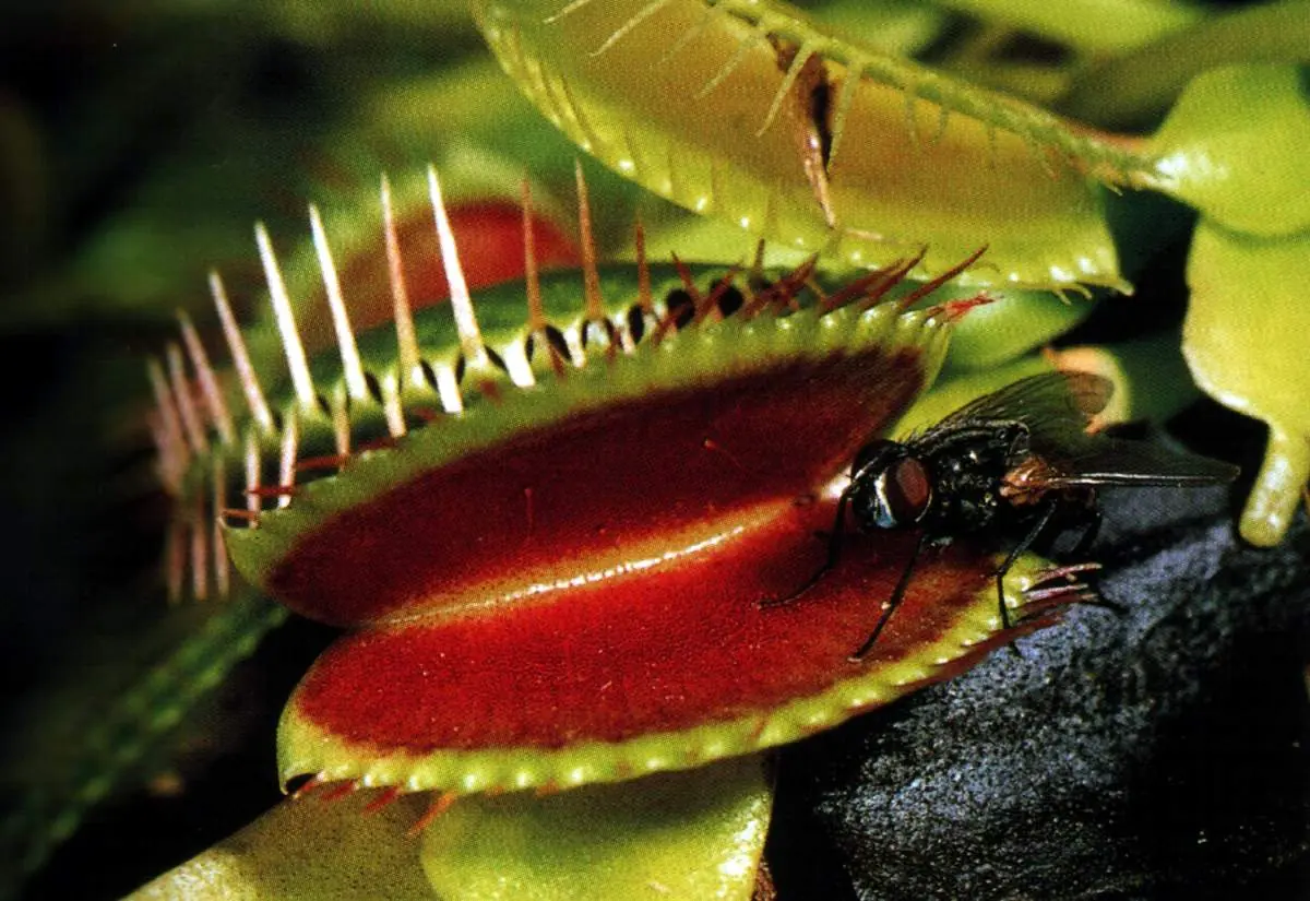 plantas carnivoras