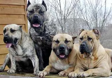 pitbull