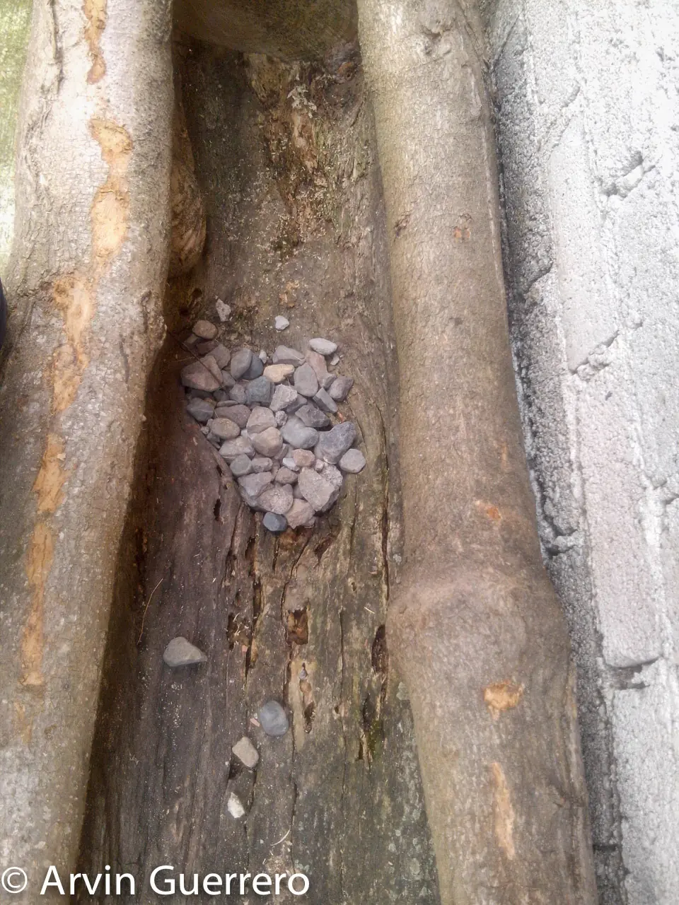 tronco