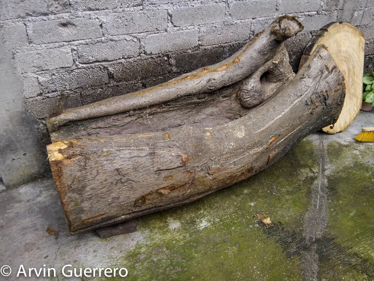 Reciclamos un Arbol y te lo cuento.