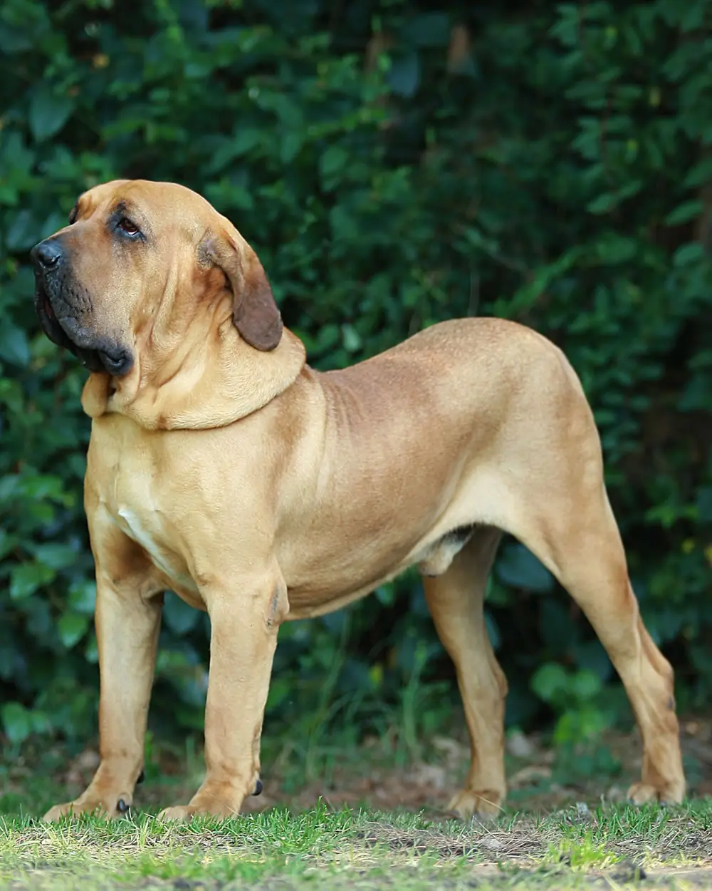 Las 10 razas de perros más agresivos