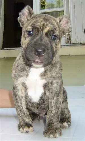 perro