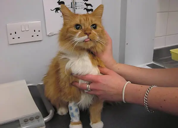 Enorme bola de pelo ocupaba todo el estómago de una gata.