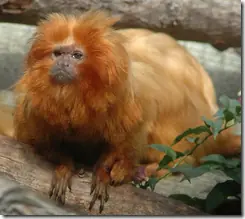 los animales mas raros