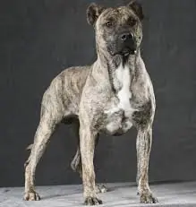 perro