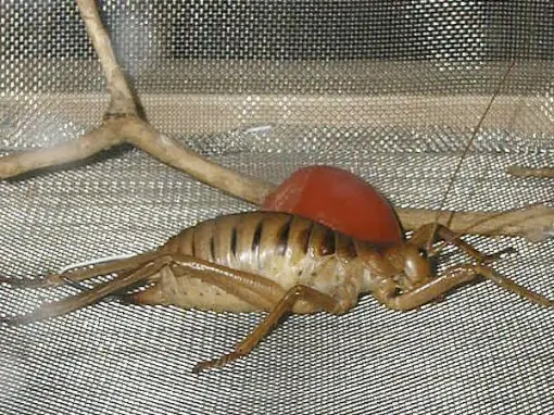 los animales mas raros