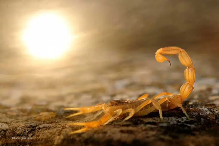 Tiene 9 años y es el mejor fotógrafo de vida salvaje
