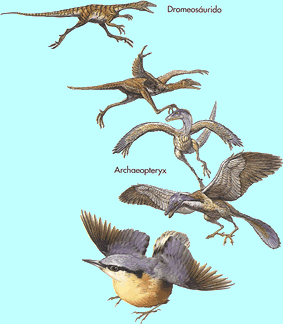 La Evolución de las Aves.