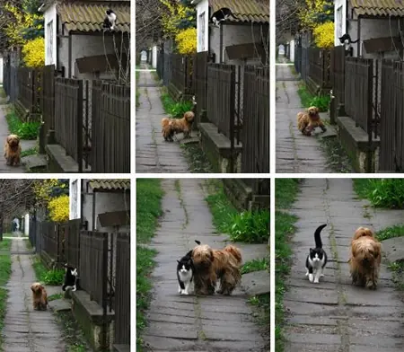 Animales