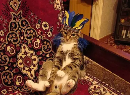♥Gatitos Lokitos (2011)♥