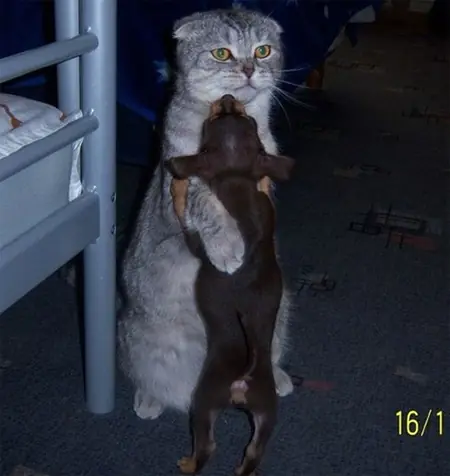 gatitos
