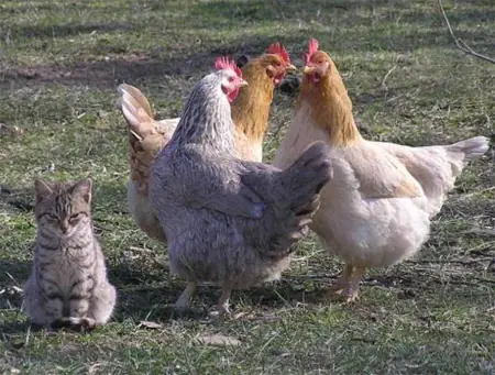 ♥Gatitos Lokitos (2011)♥