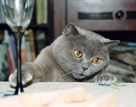 gatitos