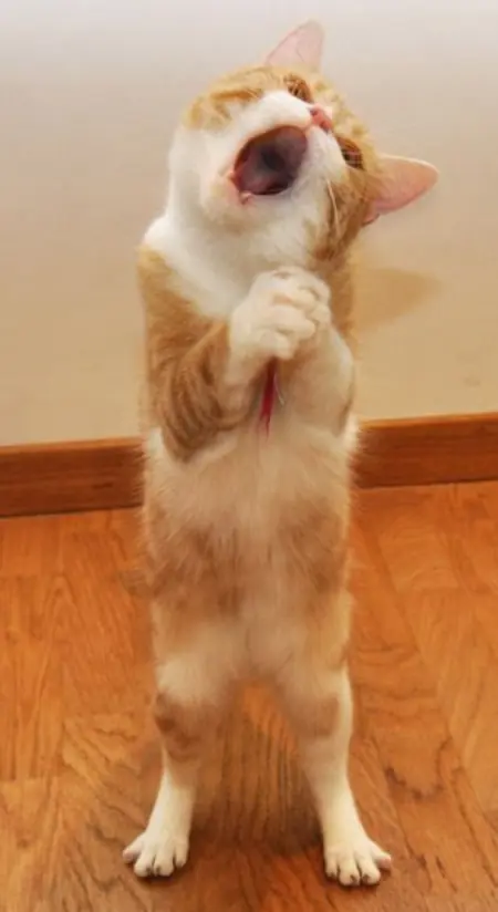 Gatos graciosos!