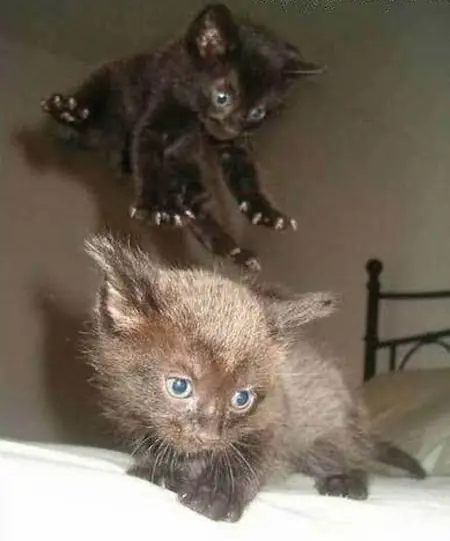 Animales