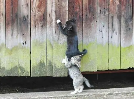 Animales