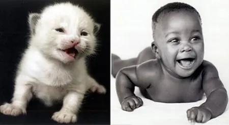 gatos