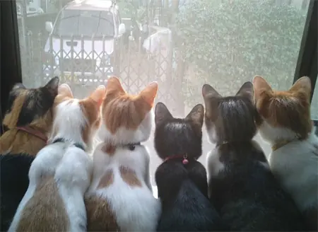 Animales
