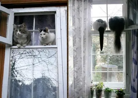 gatitos