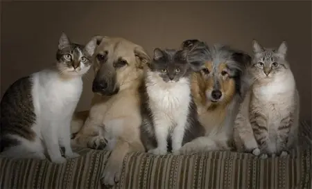 Animales