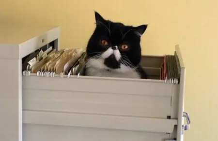 gatos