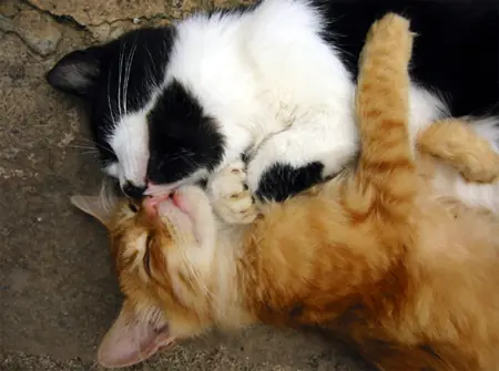 gatos