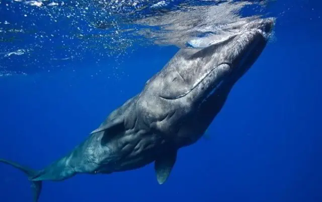 El viaje en «extinción» del cachalote en el Mediterráneo
