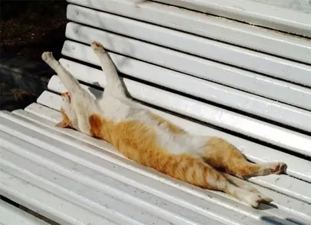 ♥Gatitos Lokitos (2011)♥