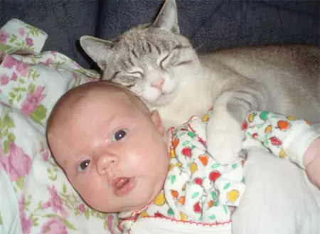 gatos