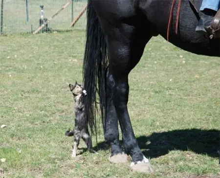 Animales