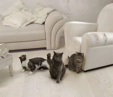 ♥Gatitos Lokitos (2011)♥