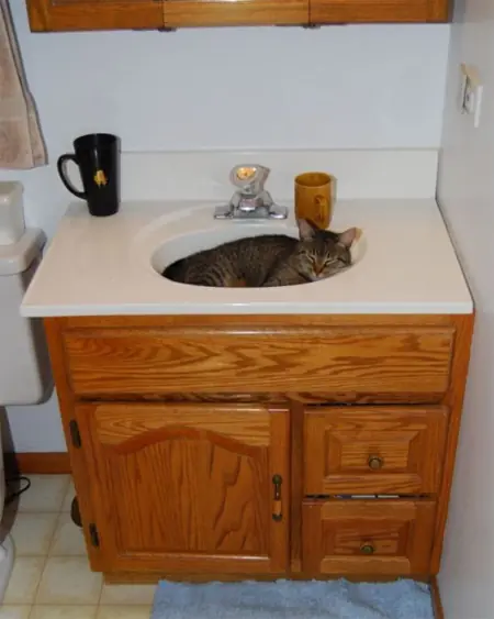 gatos