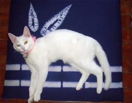 gatos