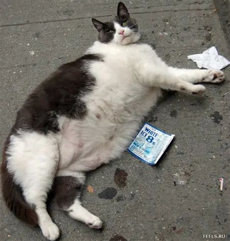 gatitos