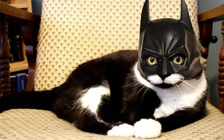 gatitos