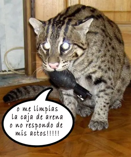 ♥Gatitos Lokitos (2011)♥
