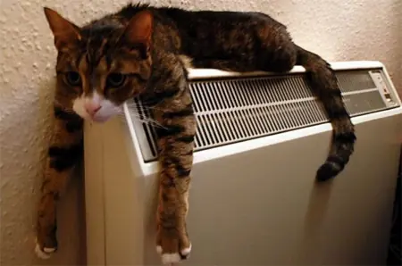 gatitos