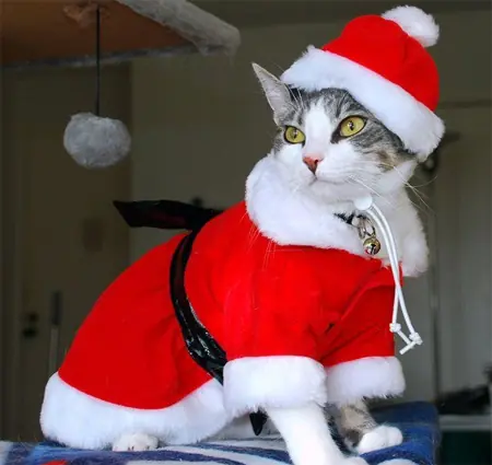 gatitos