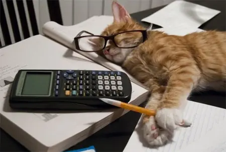 gatitos